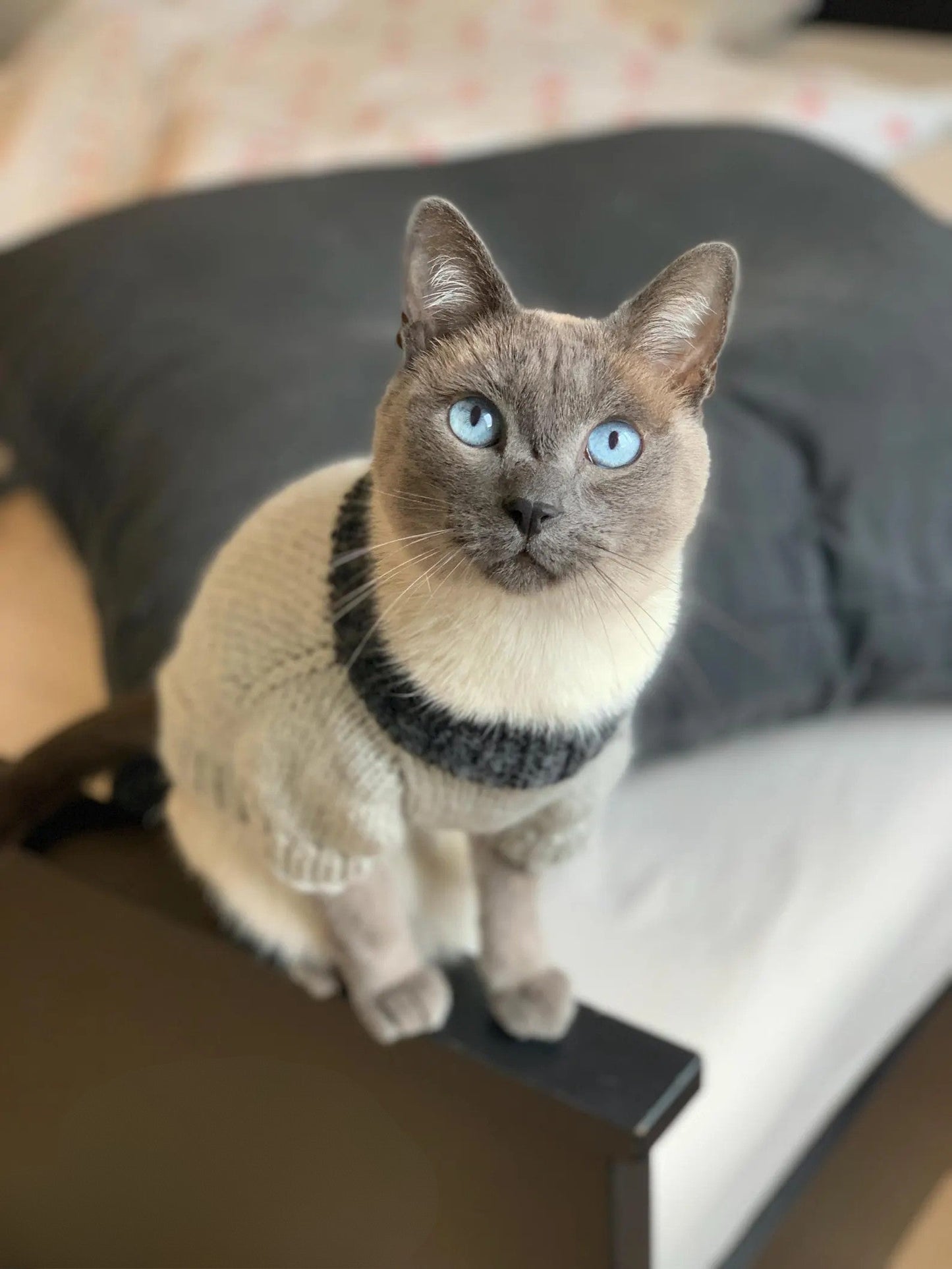 Cat or Small Dog Sweater Knitting Pattern